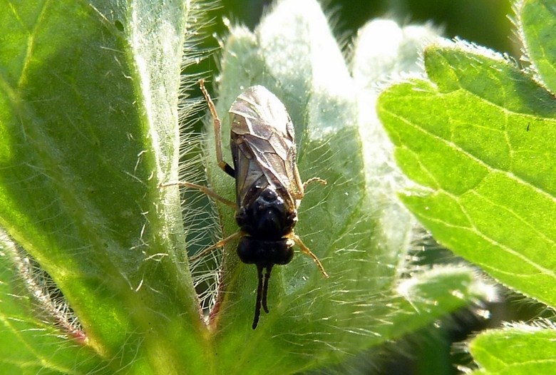 Piccolina da identificare: Tenthredinidae? Chalcidoidea?